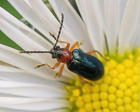 Réf. 343 226 : Oulema sp.